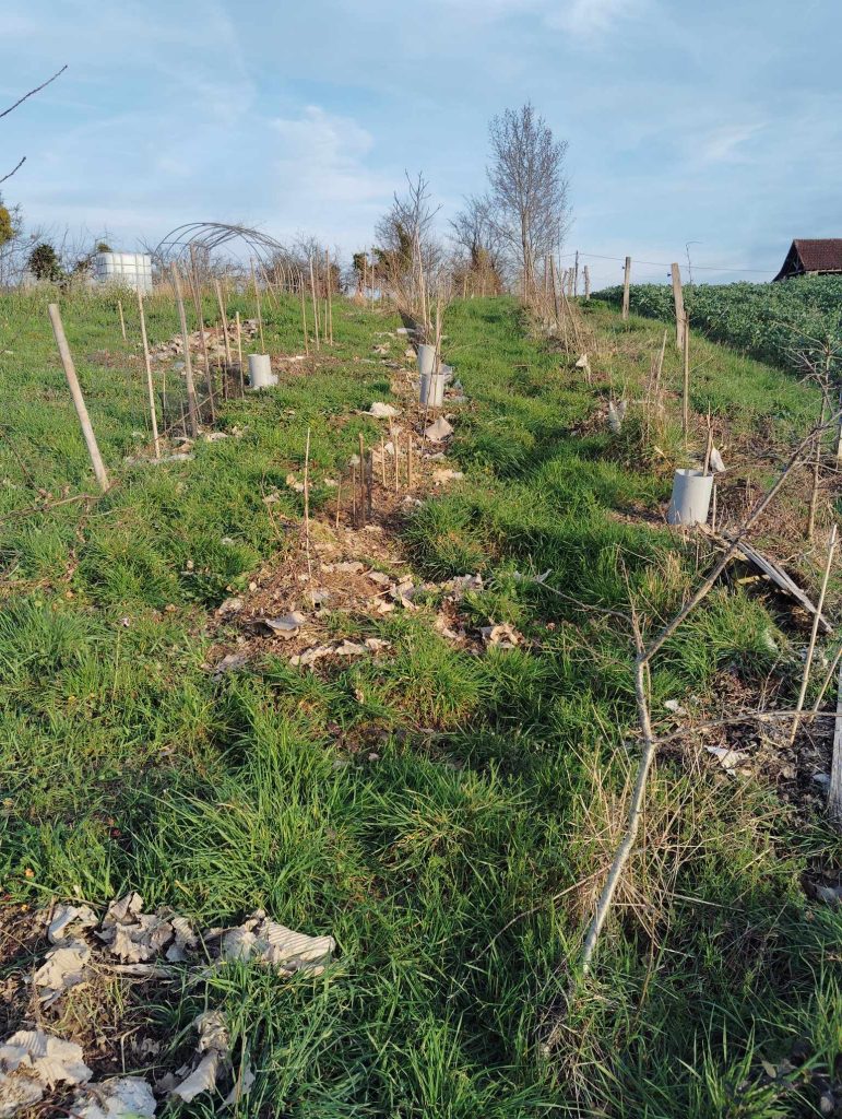 foret_jardin_la_vie_a_barand