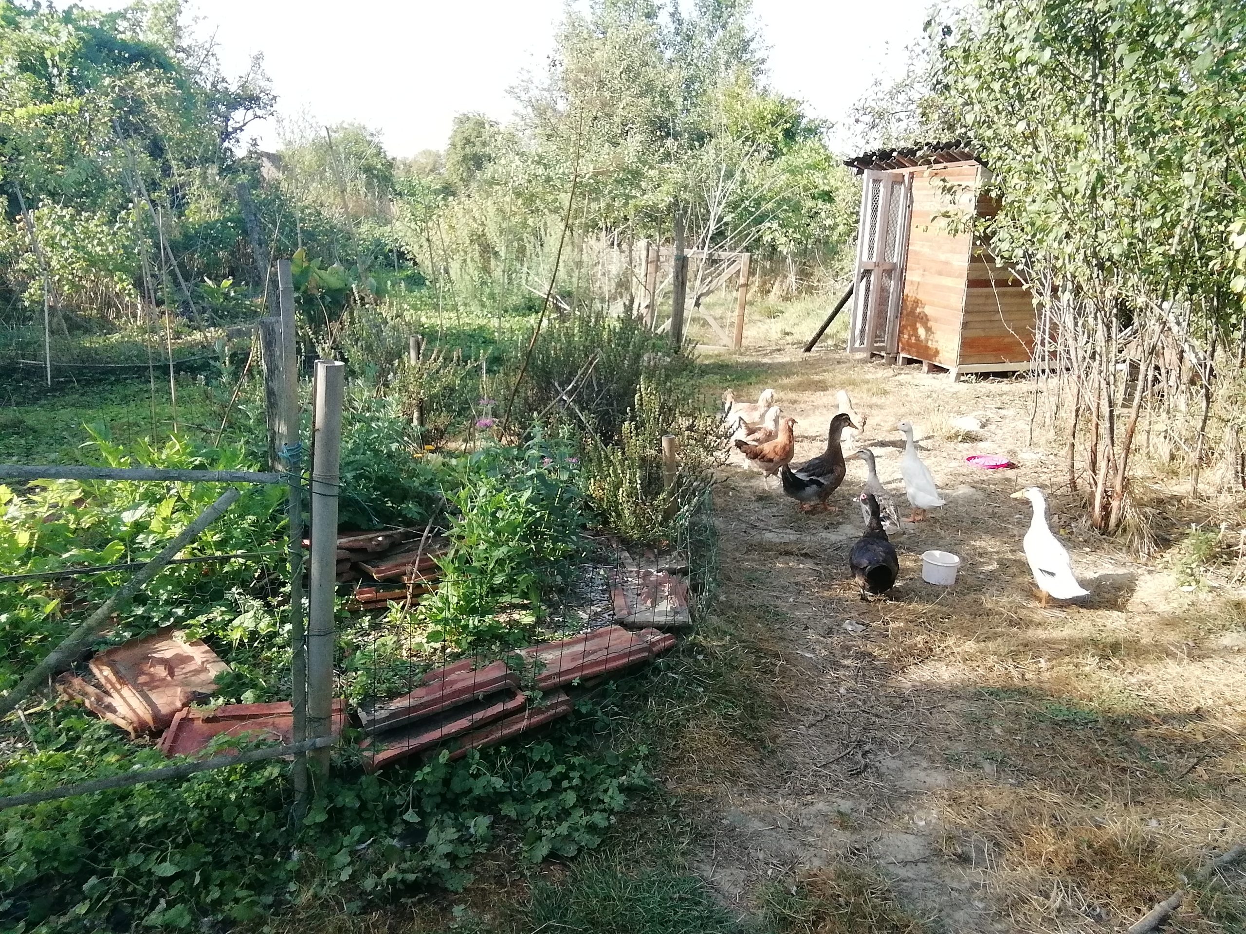 Une zone de jardin visitée par les canards